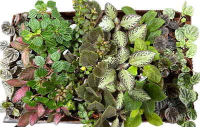 2" Harmony Foliage Assortment